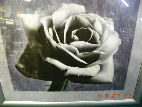 Schilderij / prent van witte roos in zilverkleurige lijst