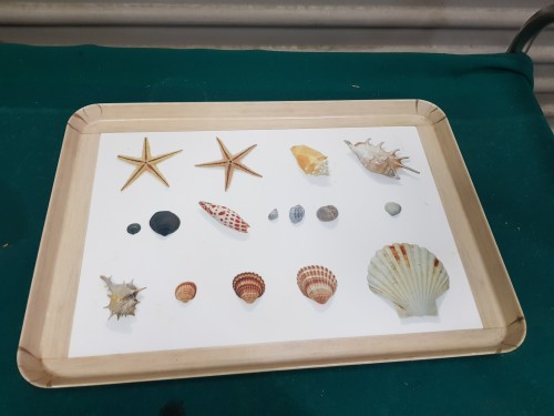 Dienblad van kunststof met afbeelding van schelpen, rechthoe