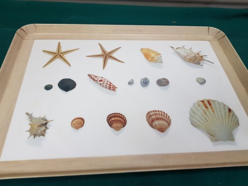 Dienblad van kunststof met afbeelding van schelpen, rechthoe