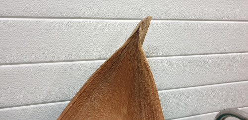 kokosblad groot gebogen