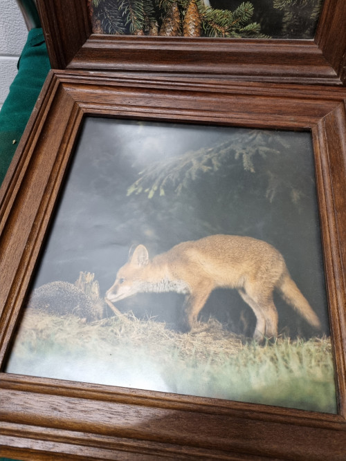 Fotolijsten met foto van egel en vos bosuil boommater