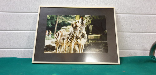 fotolijst met foto zebra