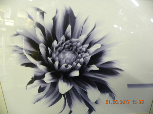 bloem zwart wit grijs