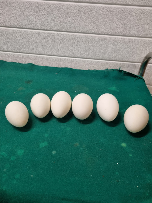 ganzen  eieren groot wit zes stuks