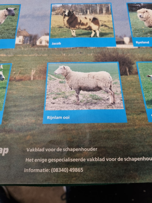 poster schapen van nederland